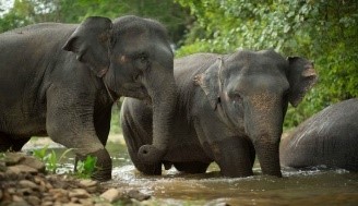siamsmiletravel-Elephant Phang Nga Sancuty Park